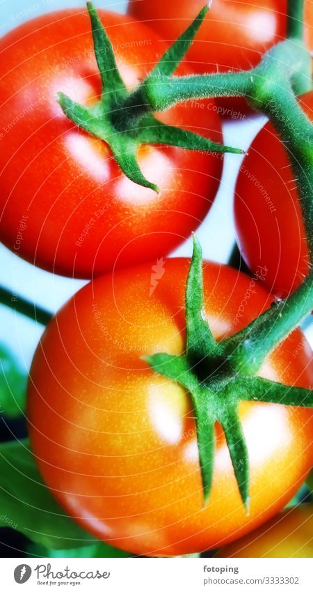 Tomatenpflanze Lebensmittel Gemüse Ernährung Vegetarische Ernährung Pflanze Blüte frisch grün rot Food Essen kochen fotoping Salat Vegane Ernährung gesund