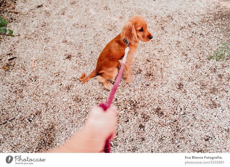 Frau geht mit ihrem niedlichen Cockerspaniel-Welpen spazieren. POV Hand und Leine laufen anleinen Hund Haustier Park Sonnenstrahlen Außenaufnahme Liebe Umarmen