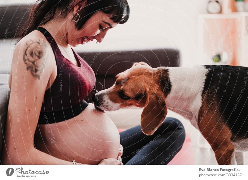 junge schwangere Frau, die zu Hause Yoga-Sport betreibt. süßer Beagle-Hund neben dem Lecken des Bauches heimwärts Gesundheit Lifestyle Jugendliche Kaukasier