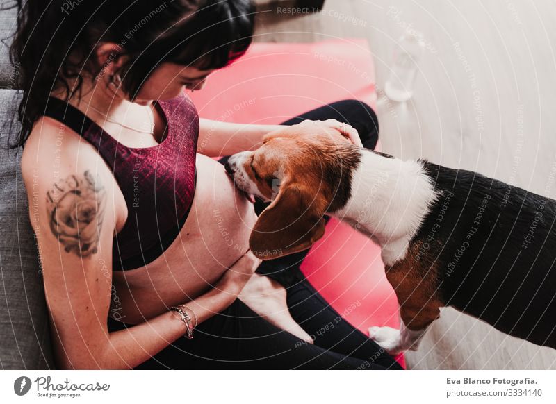 junge schwangere Frau, die zu Hause Yoga-Sport betreibt. süßer Beagle-Hund neben dem Lecken des Bauches heimwärts Gesundheit Lifestyle Jugendliche Kaukasier
