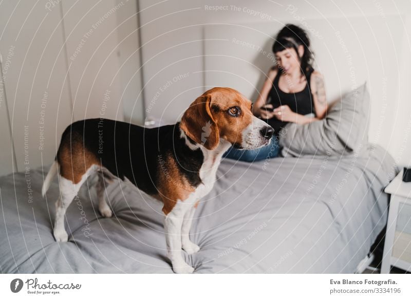 junge schwangere Frau zu Hause mit ihrem Beagle-Hund. Frau mit Mobiltelefon heimwärts Bett Handy Technik & Technologie PDA erwartend Baby bauchfrei benutzend