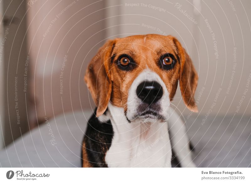 Nahaufnahme eines schönen Beagle-Hundes zu Hause Haustier heimwärts Bett lügen Tag Besitzer Menschenleer Porträt Jugendliche braun weiß schwarz Reinrassig