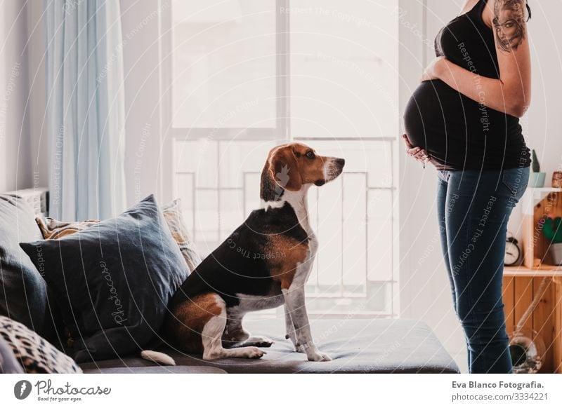 junge schwangere Frau zu Hause mit ihrem süßen Beagle-Hund heimwärts Haustier erwartend Leben heimisch Lächeln Umarmen im Innenbereich Erholung Fürsorge