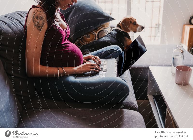 junge schwangere Frau zu Hause, die am Laptop arbeitet. außerdem süßer Beagle-Hund Notebook Computer heimwärts Bett Funktelefon Technik & Technologie PDA