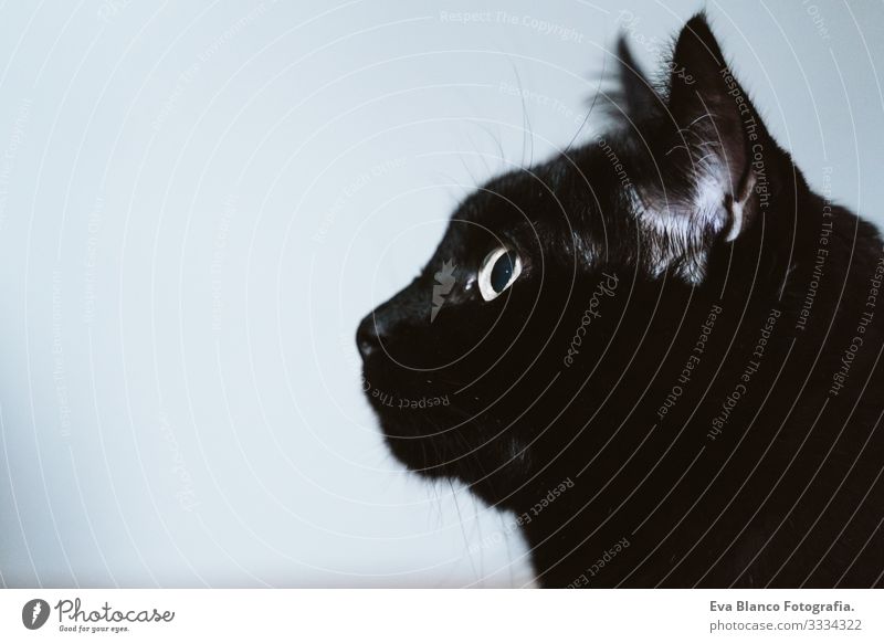 Porträt einer schönen schwarzen Katze zu Hause heimwärts sitzen 1 Menschenleer lieblich Tier Raum verspielt versteckend reizvoll Lebewesen Aktion domestiziert