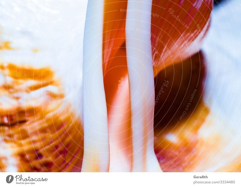 Fragment eines großen ozeanischen Muschelmakros exotisch Linie glänzend hell rosa rot Hintergrund Farbe Fleisch Bruchstück Golfloch länglich orange purpur