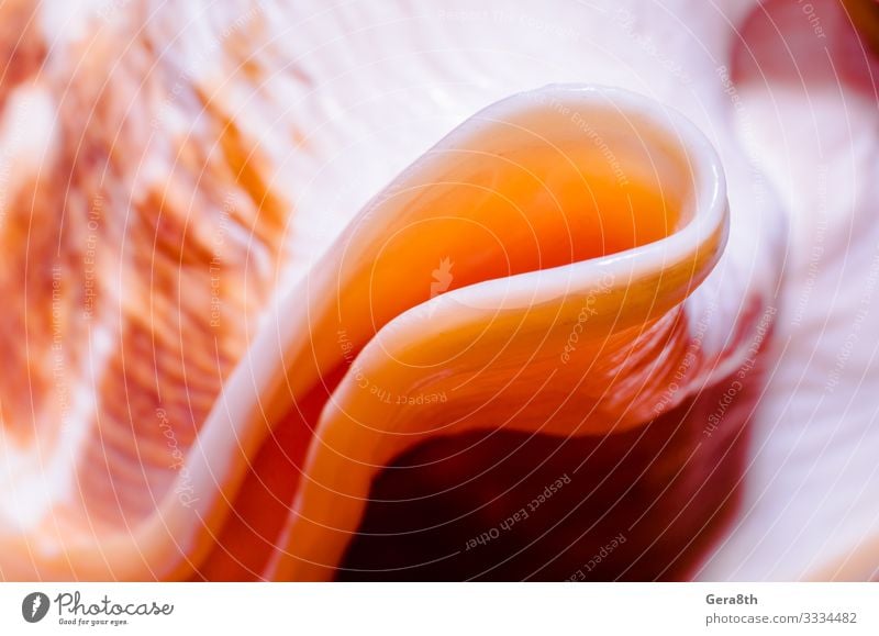 Fragment einer großen ozeanischen Muschel exotisch Linie glänzend hell weich rosa rot Hintergrund Farbe Fleisch Bruchstück Golfloch länglich orange purpur