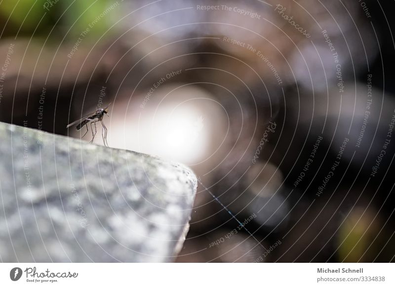 Mücke Tier Stechmücke bedrohlich natürlich dünn Angst Leichtigkeit Natur Farbfoto Nahaufnahme Makroaufnahme Menschenleer Textfreiraum rechts Textfreiraum oben
