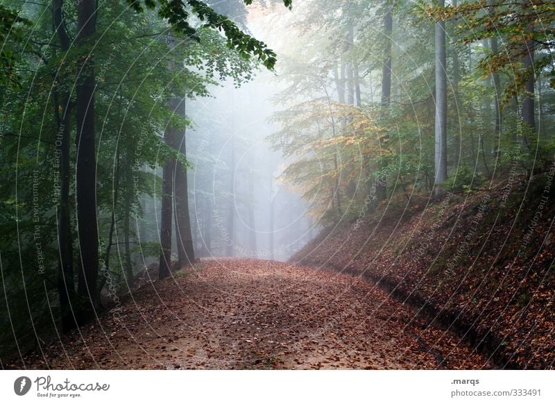 Morgens Ausflug Abenteuer Umwelt Natur Landschaft Sommer Herbst Klima Wetter Nebel Wald Wege & Pfade wandern frisch schön Stimmung mystisch Farbfoto
