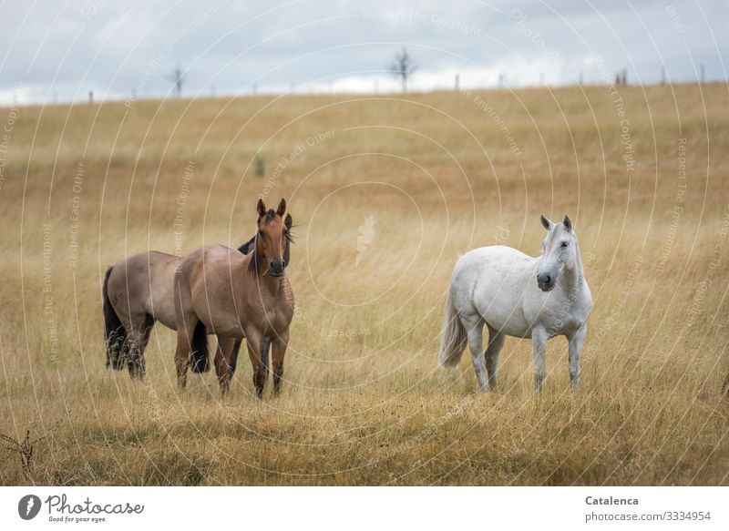 Pferde auf der Weide im hohen, trocknen Gras Natur Fauna Flora Weise Pflanze Koppel Nutztier Landwirtschaft Zaun Horizont Wolken Sommer schlechtes Wetter Himmel