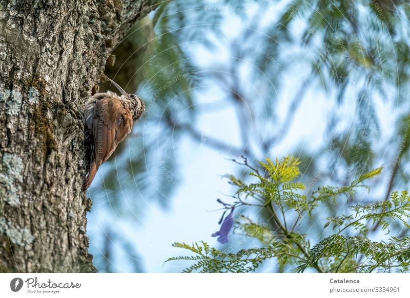 Ein kleiner, brauner Vogel mit langem, gebogenem Schnabel sitzt auf der Rinde des Jacaranda Baumes Natur Flora Fauna Stamm Ast Baltt Blüte Tier Vogel. Tag