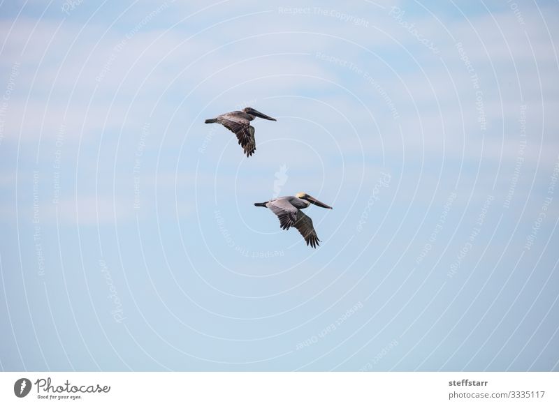 Paar braune Pelikan-Vögel Pelecanus occidentalis Strand Meer Frau Erwachsene Mann Natur Tier Wildtier Vogel 2 fliegen blau Brauner Pelikan Entenvögel