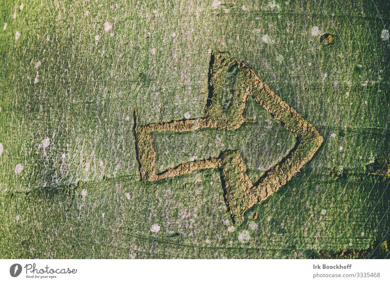 Pfeil in Baum geritzt Spielen wandern Natur Klima Holz Zeichen Schriftzeichen Schilder & Markierungen alt braun grün entdecken Richtung Gedeckte Farben