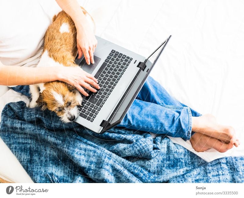 Mann mit Laptop und einen Hund auf dem Schoß Lifestyle Bett Büro Notebook Technik & Technologie Unterhaltungselektronik Fortschritt Zukunft