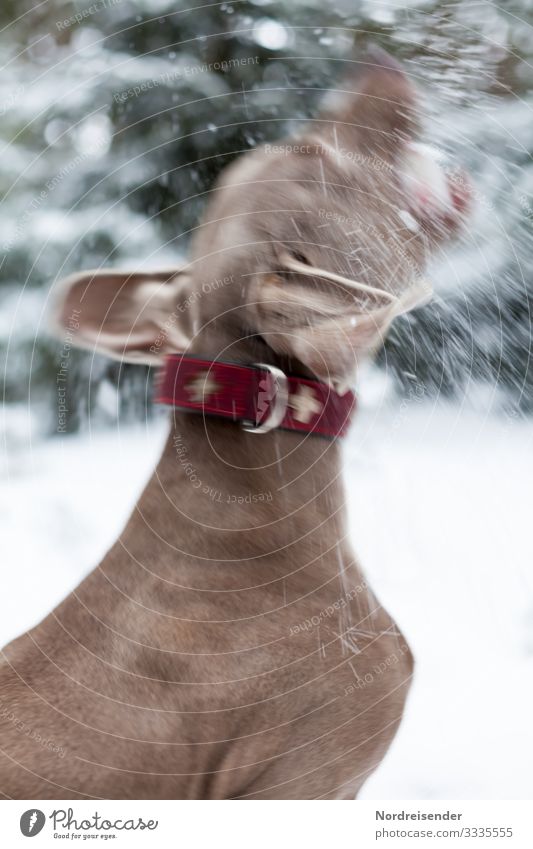 Schneeball fangen Freizeit & Hobby Spielen Natur Winter Eis Frost Schneefall Wald Tier Haustier Hund außergewöhnlich Coolness Leben Bewegung Freude skurril