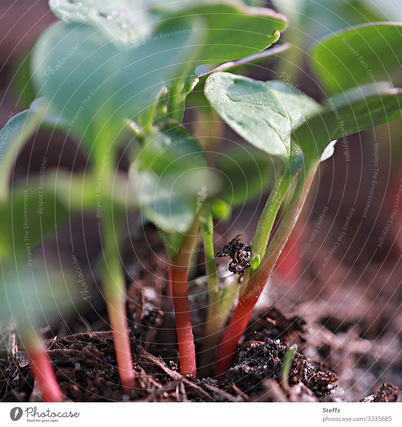 neue Radieschen wachsen Frühlingsgemüse Gemüse April Vorfreude Bio organisch junge Triebe gesund Gartengemüse eigene Ernte vegetarisch vegan junges Gemüse