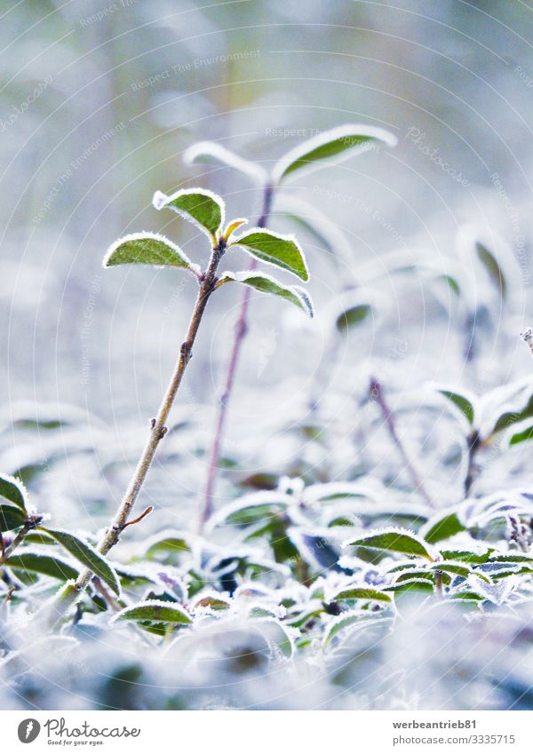 Eisanlagen im Winter geschlossen Umwelt Natur Pflanze Frost Gras Sträucher Garten Stimmung Verantwortung gefroren Schnee Wachstum Nahaufnahme Detailaufnahme