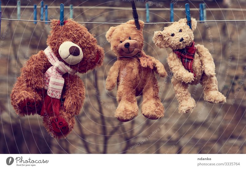 drei süße braune, nasse Teddybären Freude Spielen Kind Seil Baby Kindheit Natur Tier Spielzeug Puppe Linie hängen klein niedlich weich blau Zusammensein Waschen