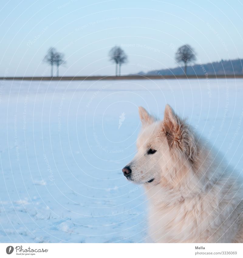 Eiszeit | Eiskalter Hund Umwelt Natur Landschaft Winter Wetter Frost Schnee Wiese Feld Tier Haustier 1 beobachten Blick warten blau weiß achtsam Wachsamkeit