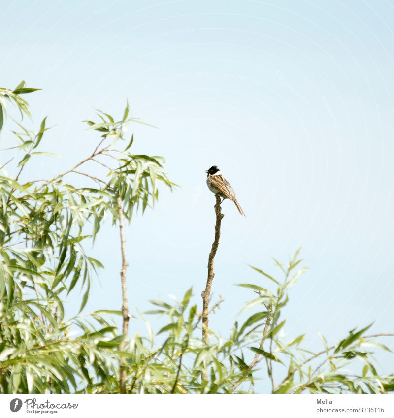 Vogelsommer | Rohrammer auf Ast Tier Natur Himmel Weide Baum Außenaufnahme 1 Menschenleer Zweig natürlich klein Umwelt Pflanze Textfreiraum oben Farbfoto