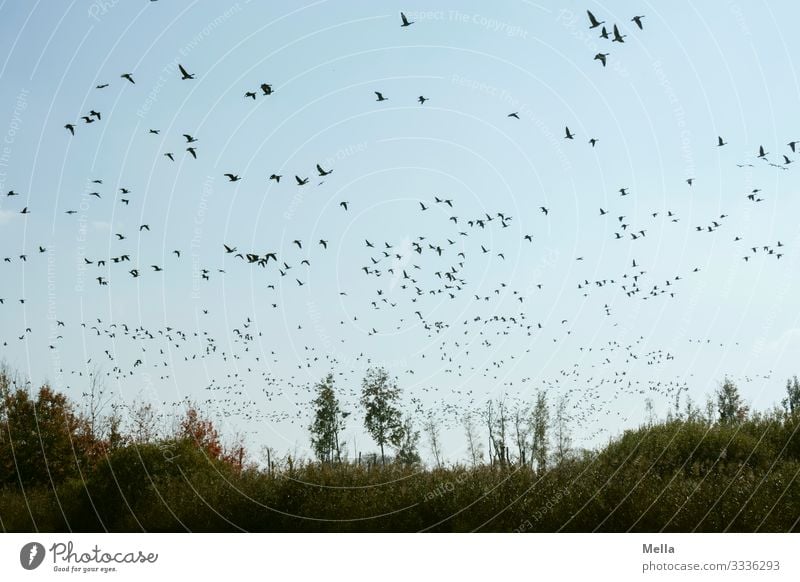 abgehoben | Vogelwolke Umwelt Natur Landschaft Tier Wildtier Schwarm fliegen frei Zusammensein natürlich Freiheit Gans Wildgans Vogelschwarm Farbfoto