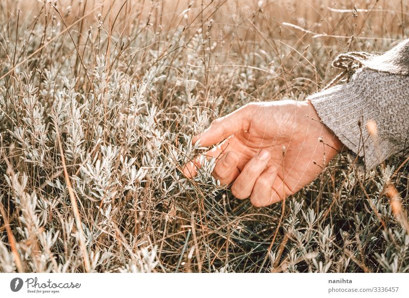 Nahaufnahme einer männlichen Hand bei der Kräuterernte Kräuter & Gewürze Körper Haut Alternativmedizin Sinnesorgane Sommer Mann Erwachsene Finger Natur Herbst