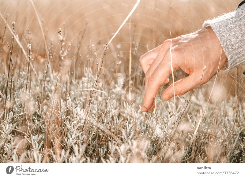 Nahaufnahme einer männlichen Hand bei der Kräuterernte Kräuter & Gewürze Körper Haut Sinnesorgane Sommer Mann Erwachsene Finger Natur Pflanze Herbst Wärme