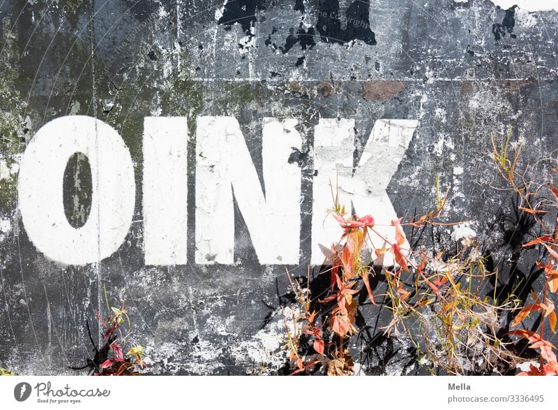 Kunst am Bau | Schweinelaut an Mauerwerk Typographie Schriftzeichen Buchstaben Wand Graffiti Wort Text Fassade Straßenkunst Zeichen Außenaufnahme Kultur