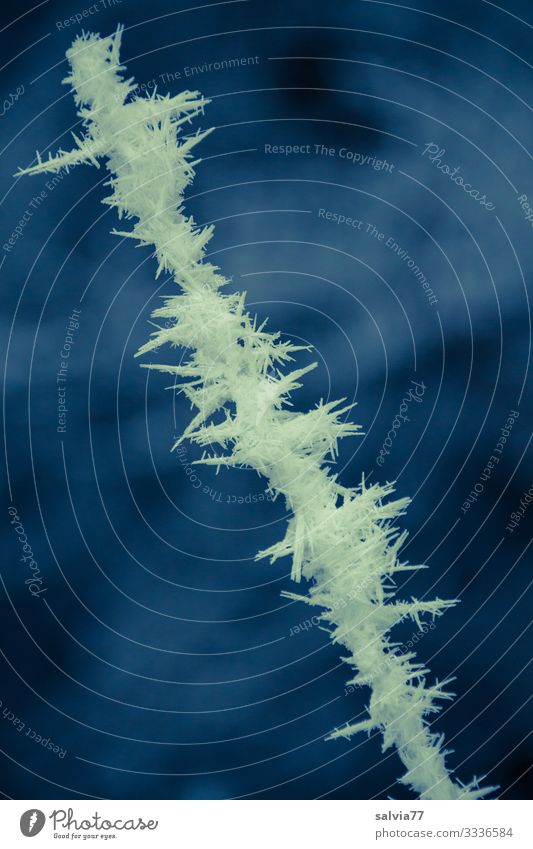 Eiszeit | bizarre Formen Umwelt Urelemente Winter Klima Wetter Frost Raureif Kristallstrukturen ästhetisch Coolness kalt Spitze stachelig Farbfoto