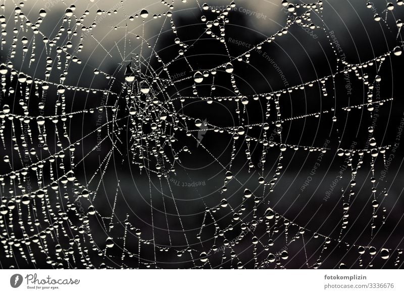 Wasserperlen an einem Spinnennetz Regen Linie Netz Netzwerk Tropfen Spirale Kreis berühren glänzend leuchten Tauziehen ruhig unbeständig Leichtigkeit Präzision