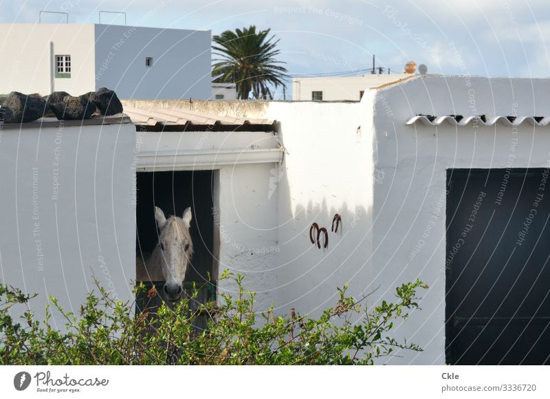 Pferdestall Reiten Haus Landwirtschaft Forstwirtschaft Umwelt Natur Wetter Pflanze Sträucher Palme Lanzarote Spanien Dorf Stall Mauer Wand Tier Nutztier