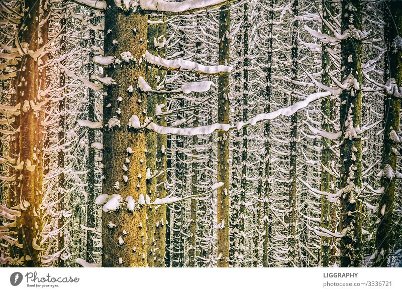 Schneebedeckte Bäume Umwelt Natur Erde Wasser Winter Klimawandel Wetter Wind Schneefall Baum Österreich Wanderschuhe Blick Wald Jahreszeiten Angst Freude