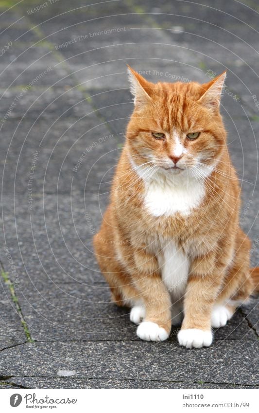 Roter Kater sitzt scheinbar träumend auf Bürgersteig Katze Tiergesicht Fell Pfote 1 braun grau orange rot weiß Inselbewohner Katzenkopf Bildausschnitt