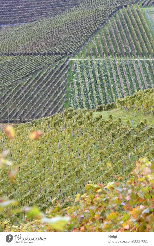 Weinberge in grafischer Anordnung Umwelt Natur Landschaft Pflanze Herbst Schönes Wetter Blatt Berge u. Gebirge Schwarzwald Linie stehen Wachstum ästhetisch