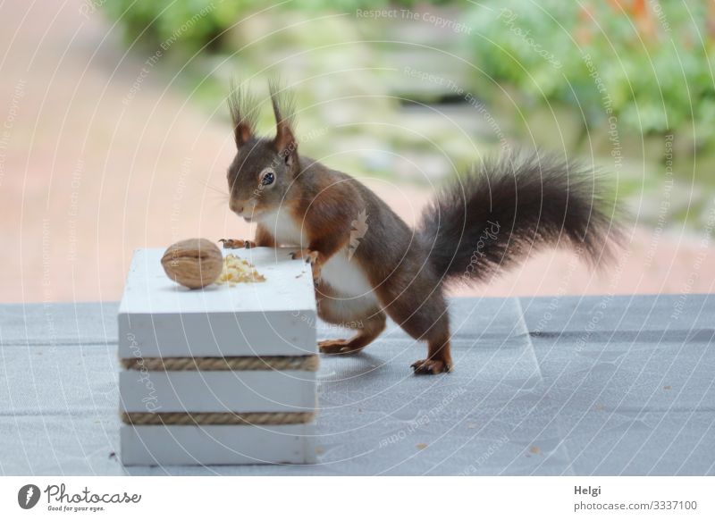 Eichhörnchen sucht Futter auf der Terrasse Umwelt Natur Pflanze Tier Winter Garten Wildtier 1 Walnuss Tisch festhalten Blick stehen authentisch außergewöhnlich
