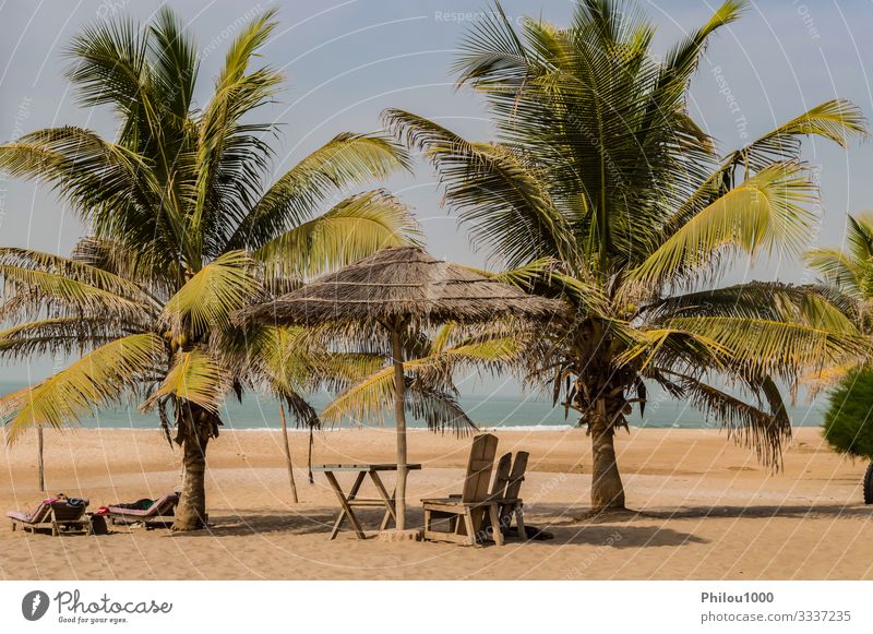 Zwei Stühle und ein Couchtisch unter einer Palme schön Erholung Ferien & Urlaub & Reisen Tourismus Sommer Strand Meer Stuhl Tisch Geldinstitut Sand Himmel