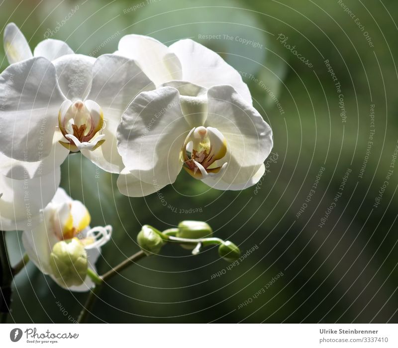 Weiße Orchideenblüte vor Fensterscheibe Natur Pflanze Frühling Blume Blüte Topfpflanze exotisch Blühend Duft stehen leuchten Wachstum ästhetisch außergewöhnlich