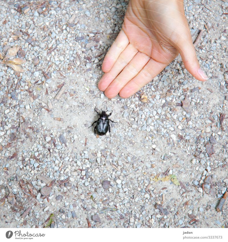 handreichung. Mensch Hand 1 Natur Tier Erde Schönes Wetter Wege & Pfade Käfer berühren Tierliebe Neugier Interesse Umwelt Farbfoto Außenaufnahme