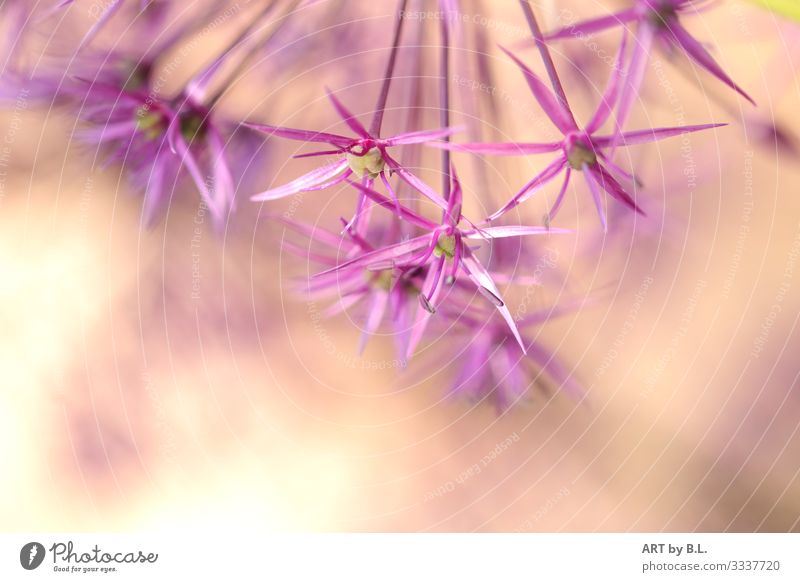 Sterne der Natur Pflanze Frühling Sommer Blume Garten gelb grün violett rosa Farbfoto Außenaufnahme Nahaufnahme Detailaufnahme Makroaufnahme Textfreiraum unten