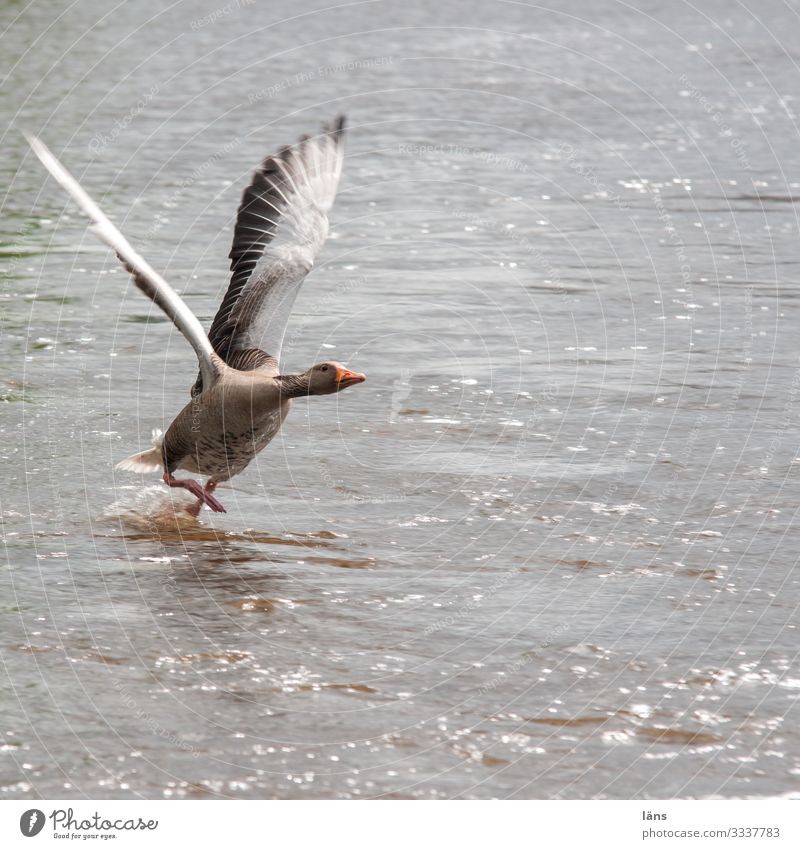 durchstarten See Fluss Hamburg Tier Wildtier Vogel Gans 1 fliegen laufen Blick Optimismus Erfolg Kraft Willensstärke Mut Beginn anstrengen Bewegung