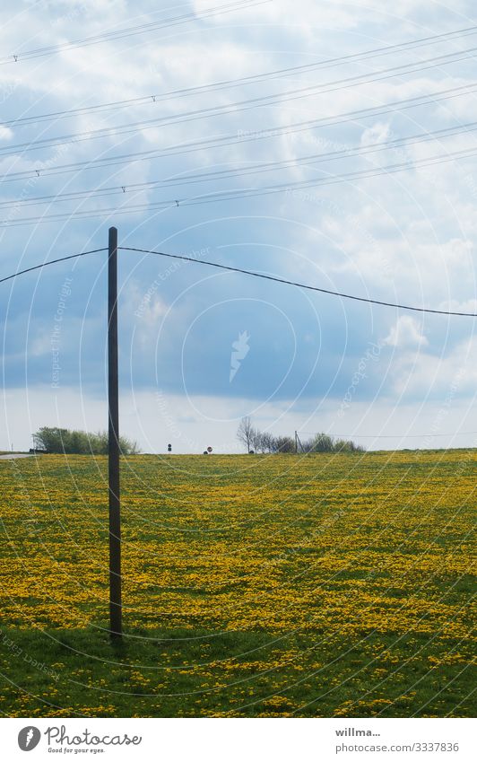 Löwenzahnwiese und Telegrafenmast Telefonmast Hochspannungsleitung Wolken Frühling Sommer Schönes Wetter Wiese Natur