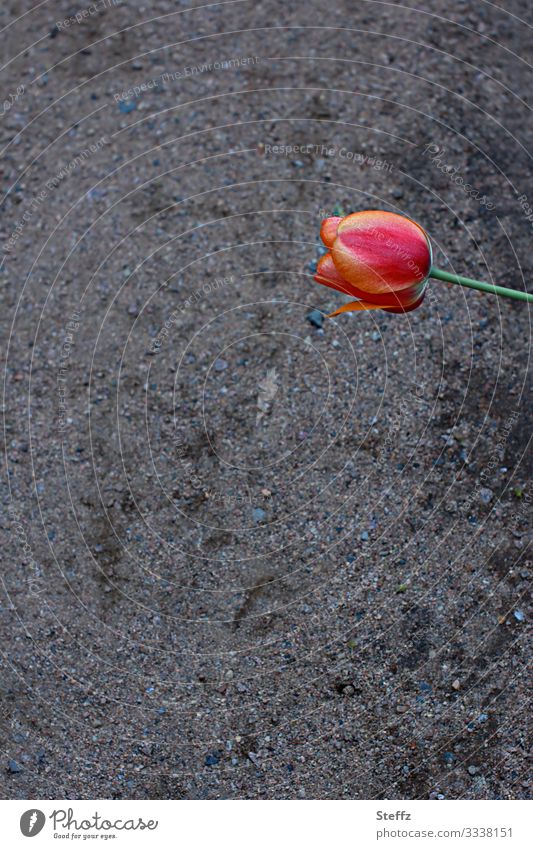 Begegnung Tulpe Tulpenblüte blühende Tulpe Fußweg quer anders Überraschung begegnen rote Tulpe Blüte Blume achtsam ausgestreckt ausgedehnt Farbfleck Gartenblume