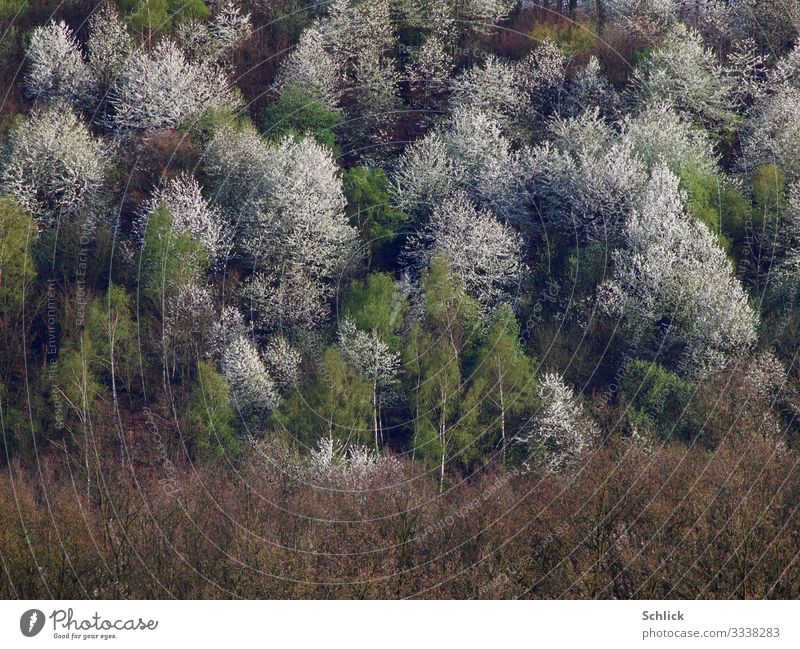 Frühling Natur Landschaft Pflanze Baum Wald Blühend braun grün weiß Wachstum Telefoto Teleaufnahme Birke viele Blüte Farbfoto Außenaufnahme Textfreiraum unten