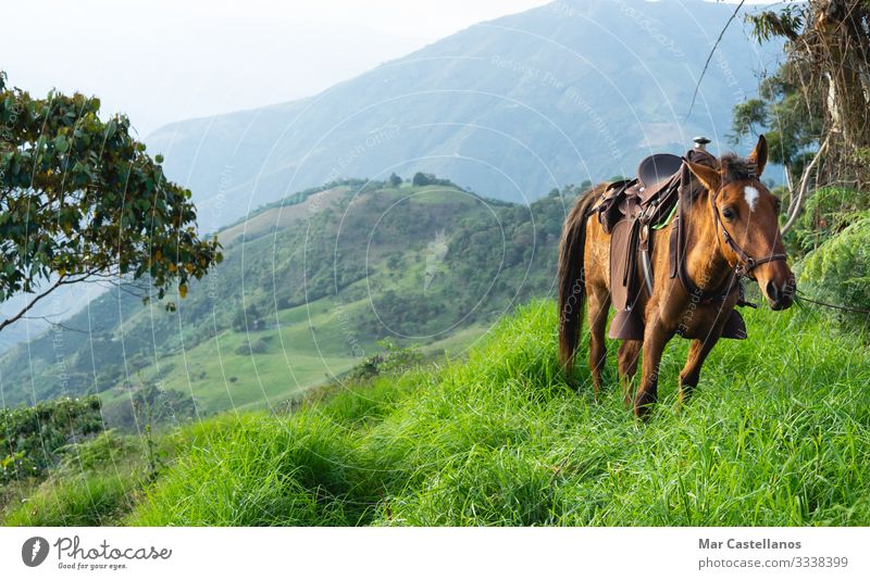 Maultier mit Sattel, das auf natürlichen Bergwiesen weidet. Lifestyle Reiten Freiheit Sightseeing Berge u. Gebirge wandern Arbeit & Erwerbstätigkeit