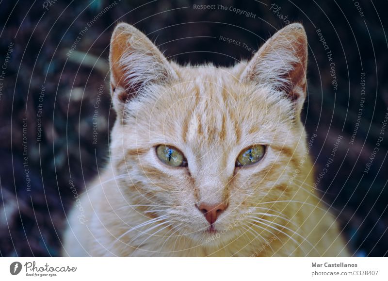 Katzenportrait mit Blick geradeaus. ruhig Tier Oberlippenbart Behaarung Haustier authentisch Freundlichkeit kuschlig lustig natürlich niedlich weich braun gelb
