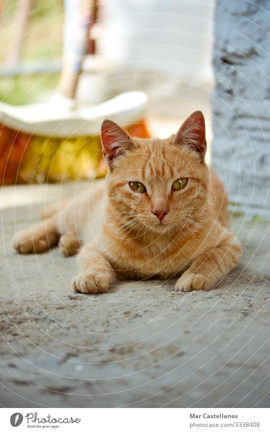 Porträt einer liegenden Katze. ruhig Tier Frühling Oberlippenbart Behaarung Haustier 1 lustig niedlich weich braun gelb Selbstbeherrschung Natur Säugetier ruhen