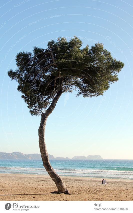 krummer Baum steht am Strand von Mallorca Ferien & Urlaub & Reisen Mensch 2 Umwelt Natur Landschaft Pflanze Wasser Horizont Frühling Schönes Wetter Meer