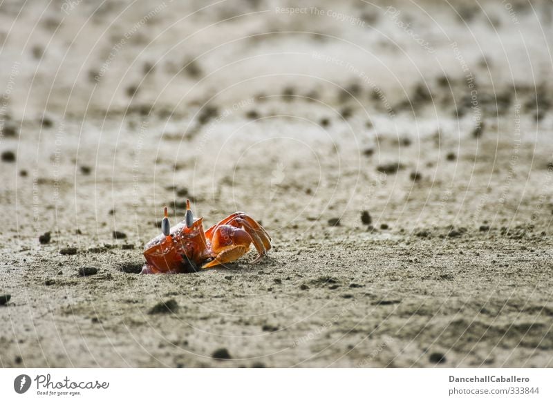 Herr Krabbe Umwelt Natur Sand Küste Strand Meer Tier 1 beobachten krabbeln elegant rot Einsamkeit Wachsamkeit Loch Leben einzeln Vorsicht achtsam Krebstier