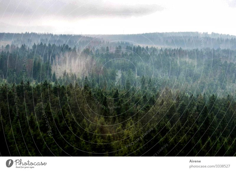 Klimawandel | kahle Stellen im Harz Panorama (Aussicht) Totale Tag Menschenleer Außenaufnahme Gedeckte Farben Farbfoto Trauer Einsamkeit trist dunkel Bergwald