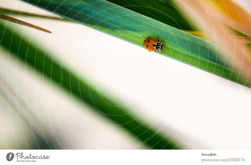 kleiner rot gefleckter Käfer sitzt auf einem grünen Blatt einer Pflanze Sommer Garten Natur Tier Klima Gras frisch hell natürlich wild gelb weiß Farbe
